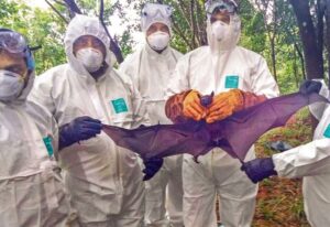 nipah virus kerala affected